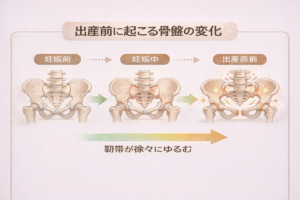 骨盤の変化
